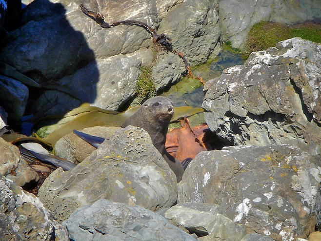 NZ Fur Seals